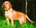 jessesm.gif (20533 bytes)